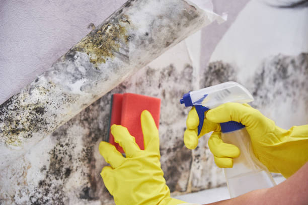 Cedarburg, WI Mold Removal & Remediation Company